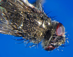 Periscepsia carbonaria