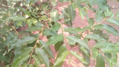 Psidium friedrichsthalianum