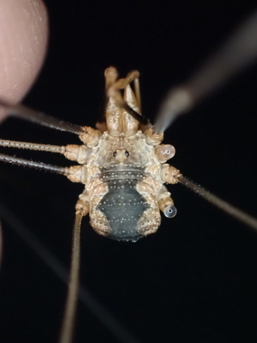 Photo of European Harvestman (Phalangium opilio)