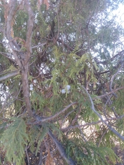 Juniperus poblana