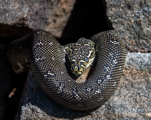 Diamond Python sighting