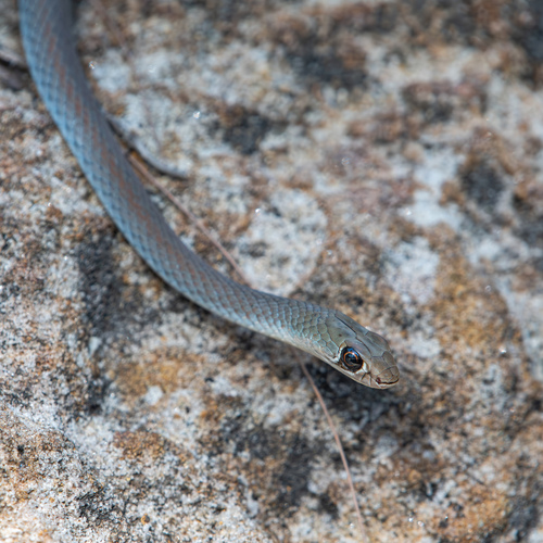 Yellow-faced Whipsnake sighting
