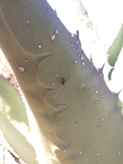 Camponotus rubrithorax