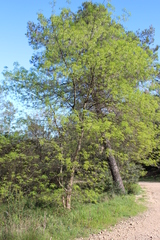 Fraxinus ornus