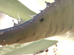 Camponotus rubrithorax