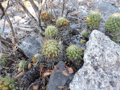 Coryphantha glassii