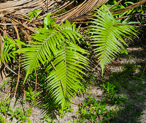 Sphaerostephanos heterocarpus observed 2023-11-17