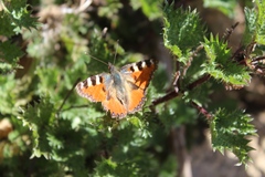Aglais ichnusa