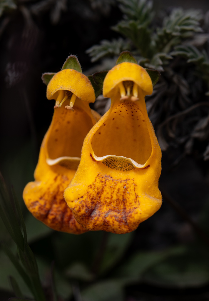 Calceolaria uniflora × polyrhiza