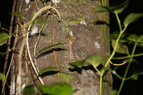 Pelagic Gecko, Nactus pelagicus