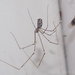 Marbled Cellar Spider - Photo (c) Lucas Rubio, some rights reserved (CC BY), uploaded by Lucas Rubio
