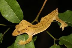 Correlophus ciliatus