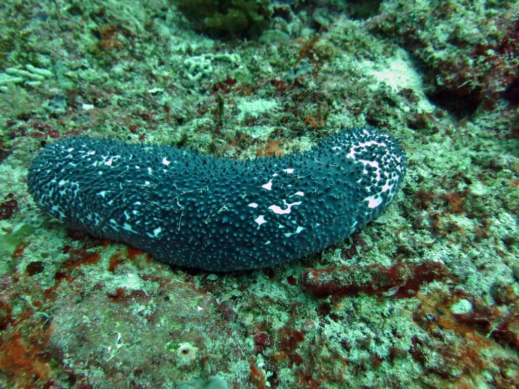Blue Sea Cucumber