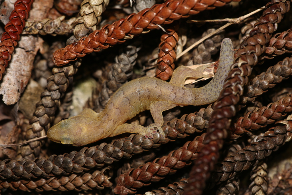 New Caledonian Brown Geckos