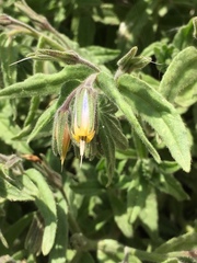 Podonosma orientalis