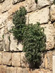 Podonosma orientalis