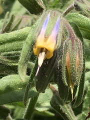 Podonosma orientalis