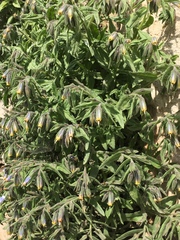 Podonosma orientalis