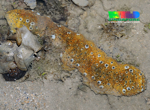 Eye-spotted Sea Cucumber