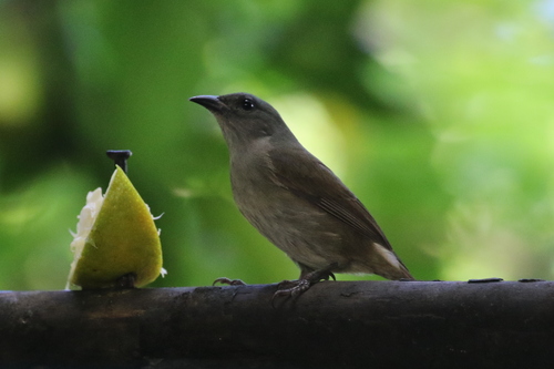 Orangequit (Euneornis campestris), photo 9