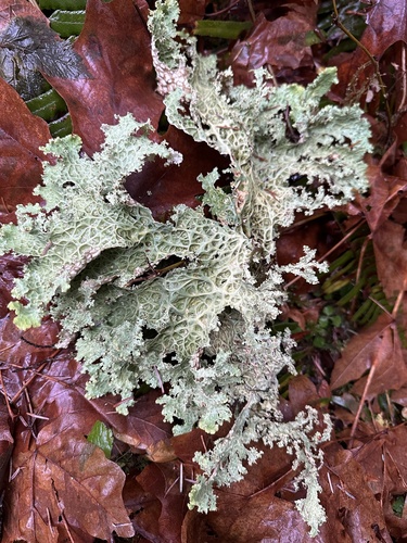Lettuce Lichen