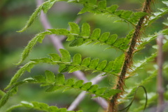 Polystichum polyblepharum