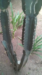 Cereus hexagonus