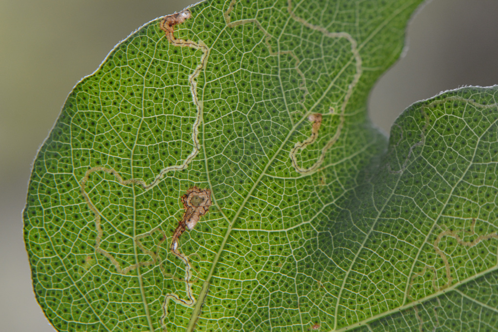 Stigmella gossypii
