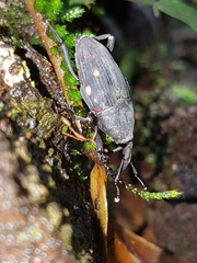 Cactophagus ornatus