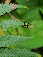 Micrathena pungens