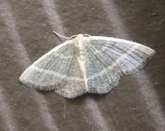 Chlorochlamys chloroleucaria