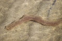 Image of Arenicola cristata