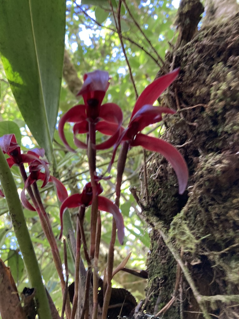 Maxillaria calantha