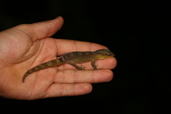 Bavayia crassicollis