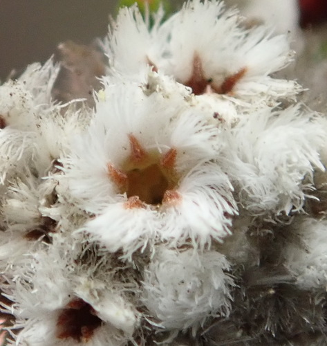 Phylica diffusa (Phylica diffusa)