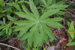 Syneilesis palmata