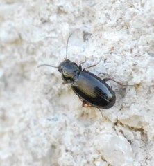 Bembidion obtusum