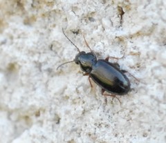 Bembidion obtusum