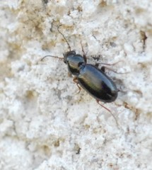 Bembidion obtusum