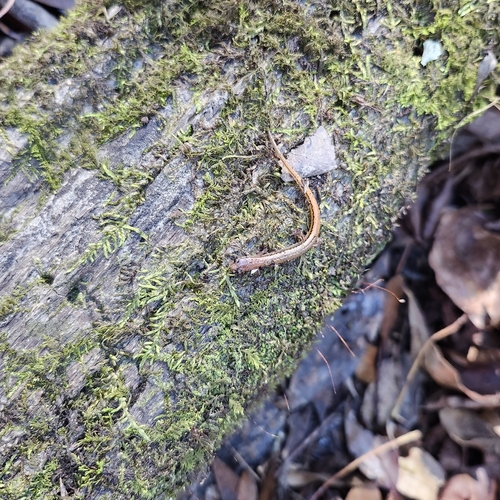 Hillis's Dwarf Salamander, Eurycea hillisi