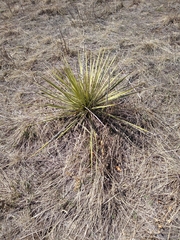 Yucca glauca glauca