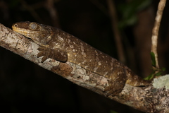 Rhacodactylus leachianus