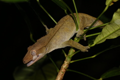Correlophus ciliatus