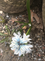 Puschkinia scilloides