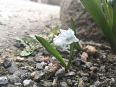 Puschkinia scilloides