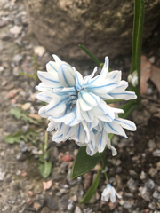 Puschkinia scilloides