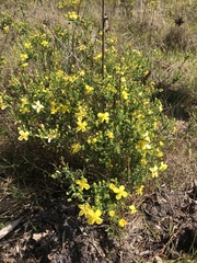Hypericum microsepalum