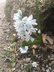 Puschkinia scilloides