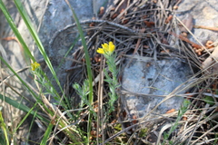 Genista hispanica