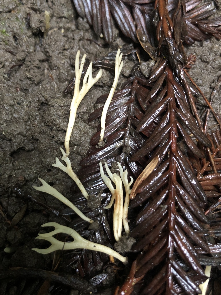 Ramariopsis sp. 'CA03'